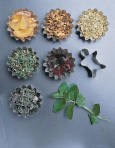 Herbal Remedies for Upset Stomachs Image